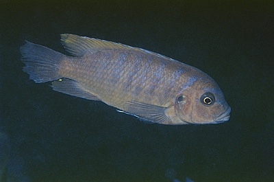 Maylandia fainzilberi 'Higga Reef'